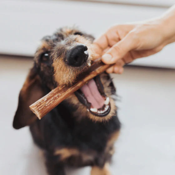 Winga Bully Sticks M Perros