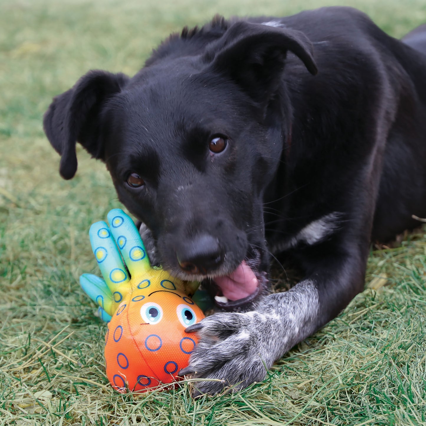 Kong Dog Shieldz Tropics Pulpo M