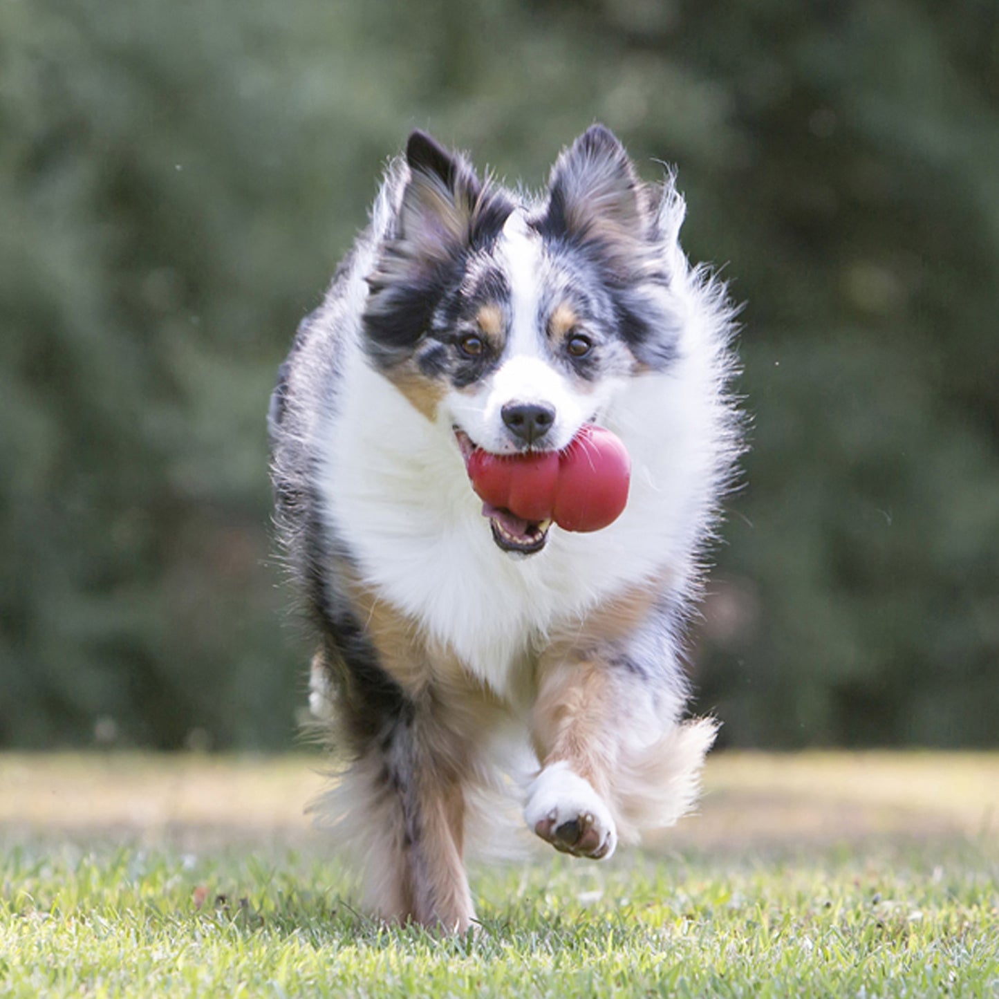 Kong Dog Classic L
