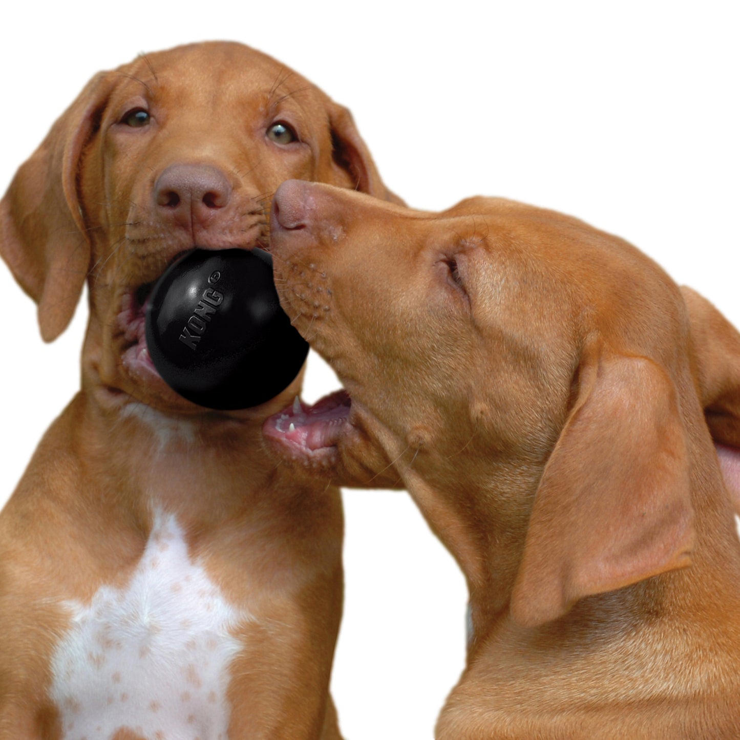 Kong Dog Ball Extreme M/L