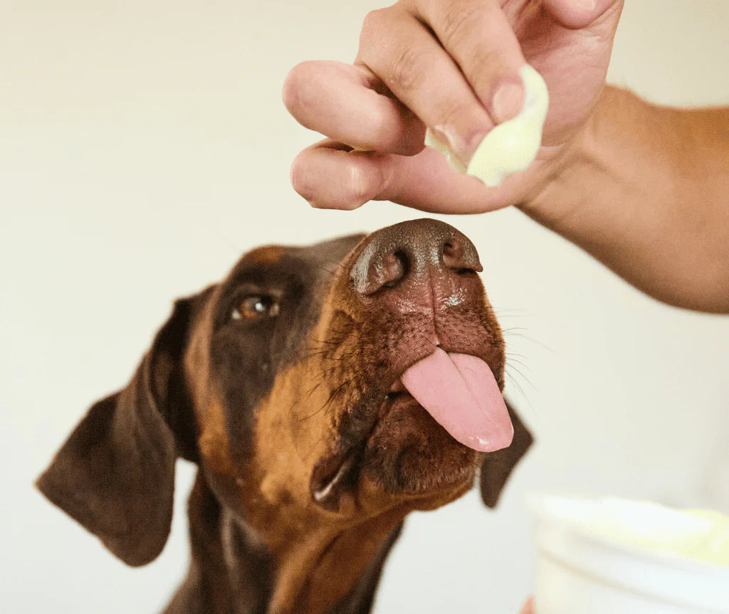 Helado Yow Up Chicken & Apple Perro 110gr