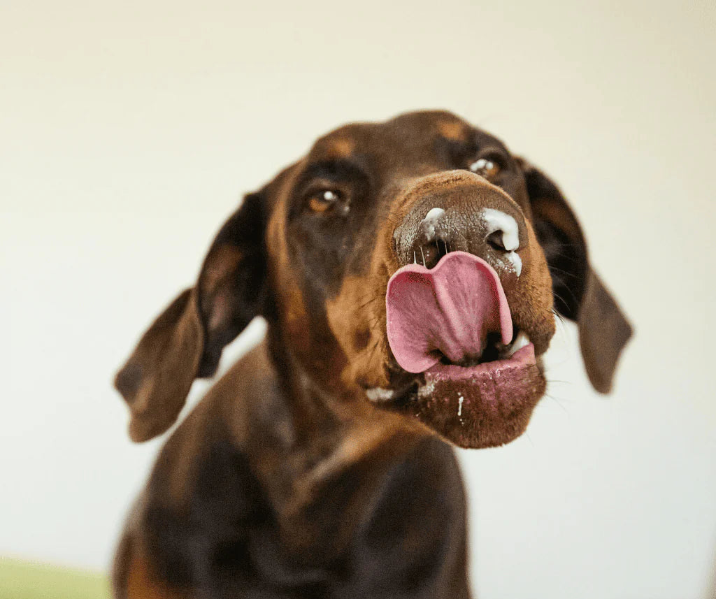 Helado Yow Up Chicken & Apple Perro 110gr