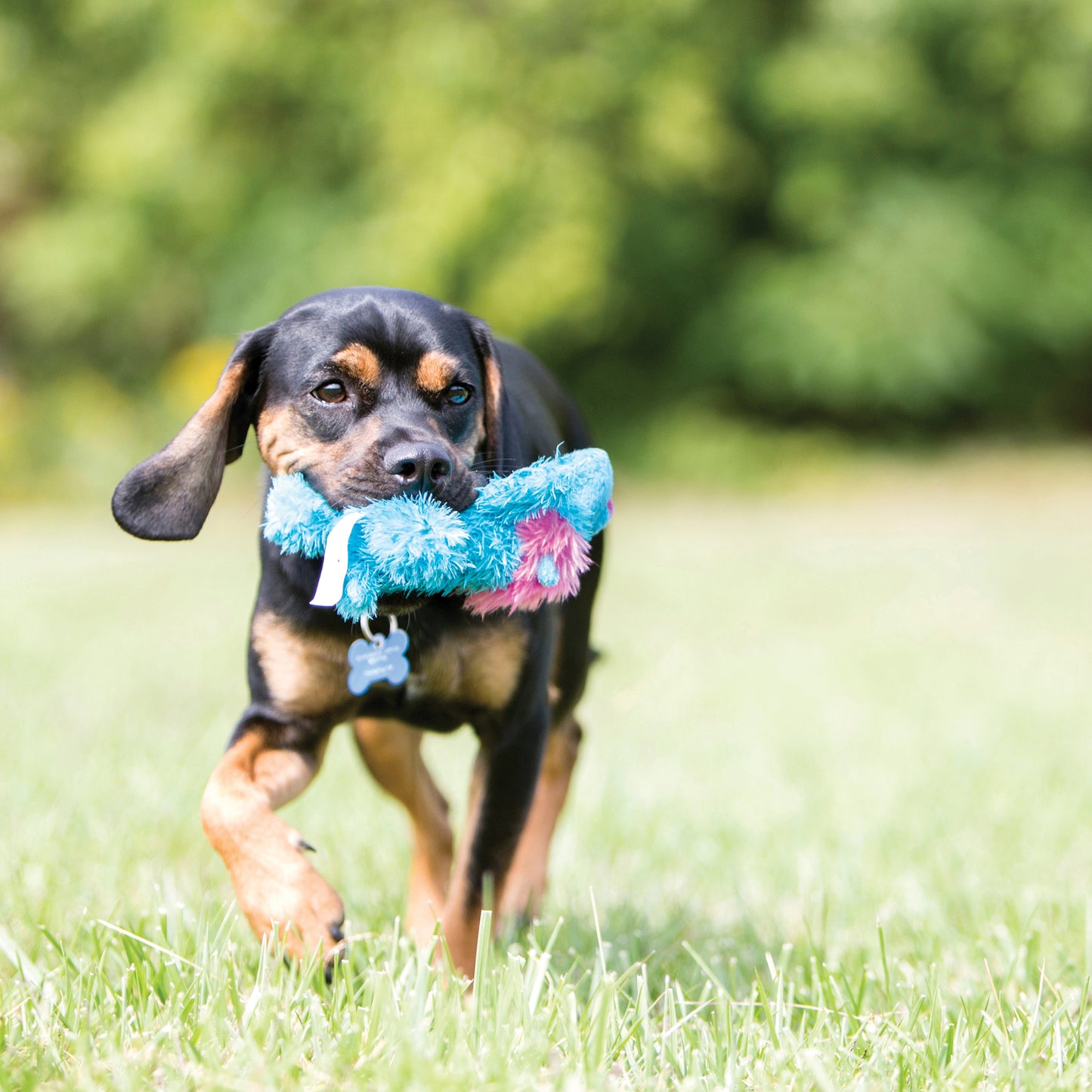 Kong Dog Cozie Baily Dog M
