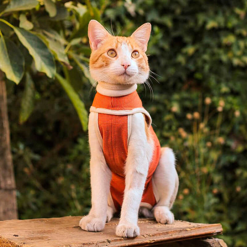 Body Cobre Ropa Post-Quirúrgica para Perros y Gatos