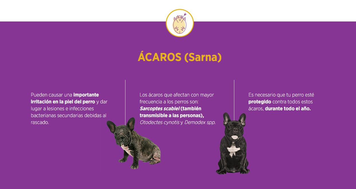 Simparica Zoetis Perros 10mg 2,5K - 5K