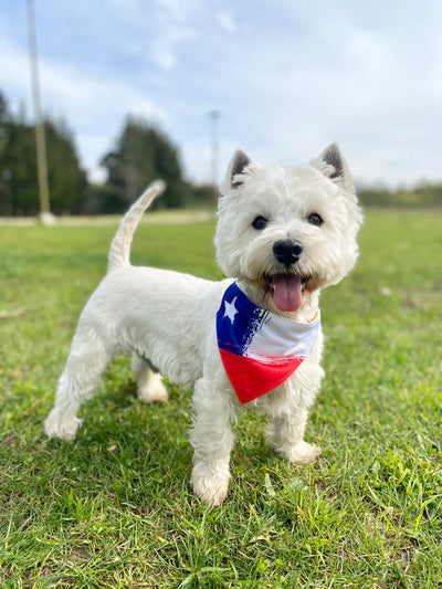 Bandana By Simona Bandera Chile