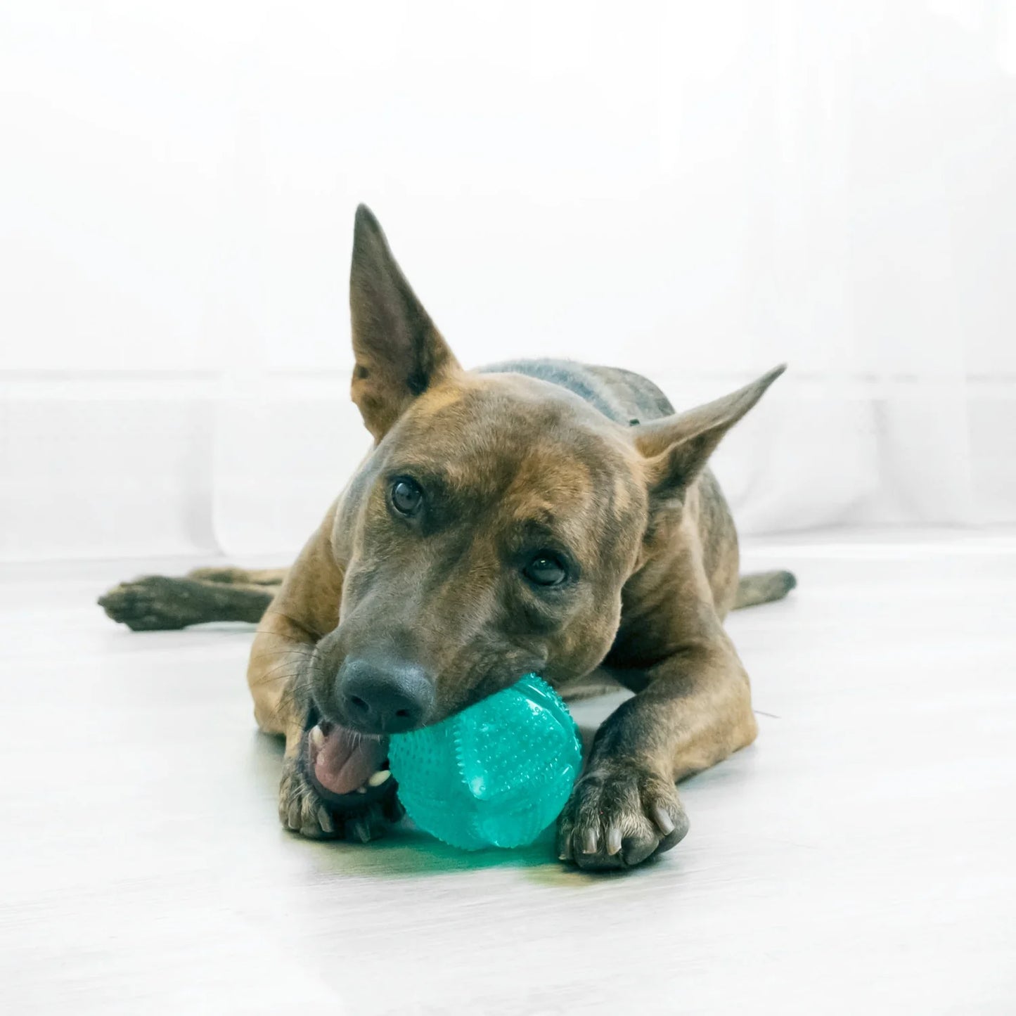 Kong Dog Squeezz Dental Ball M