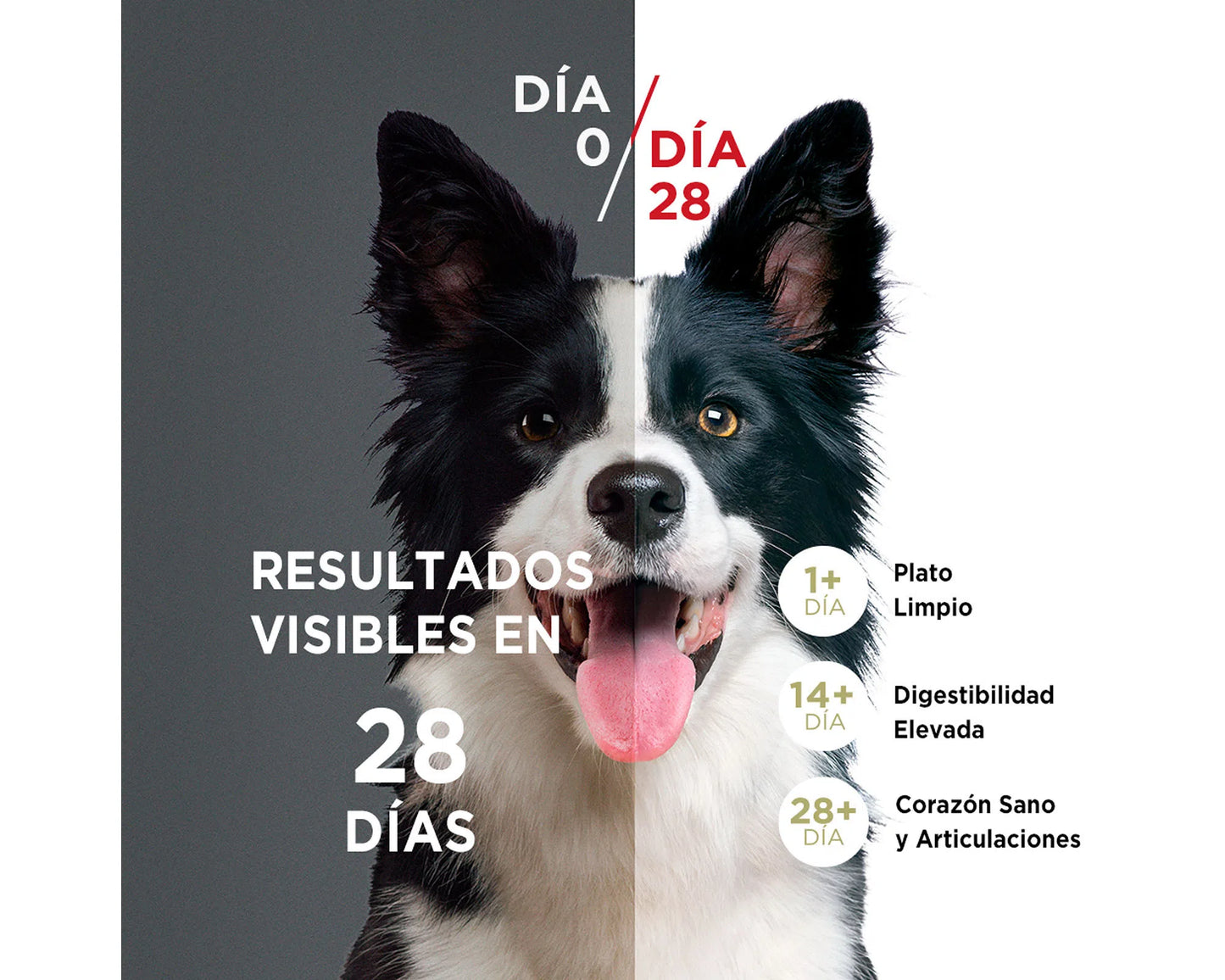 Purina One Perro Adulto Medianos y Grandes Pollo y Cordero
