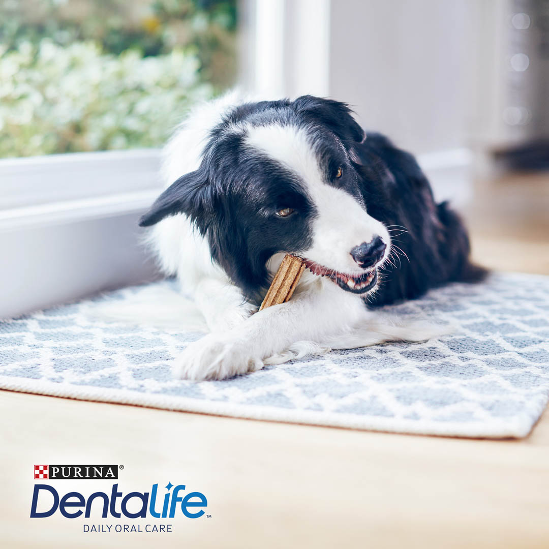 Purina Dentalife Perros Razas Medianas