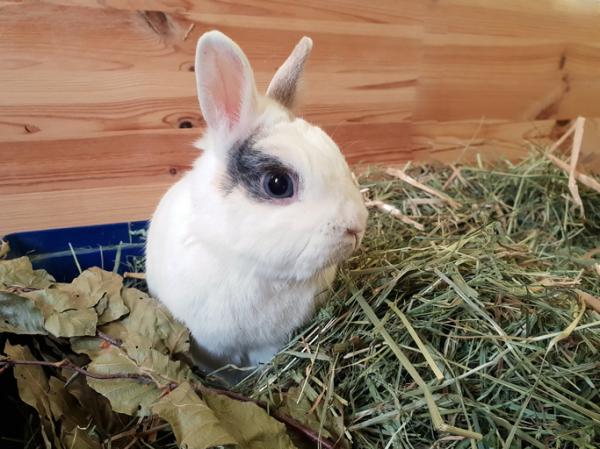 Heno de Alfalfa 800gr