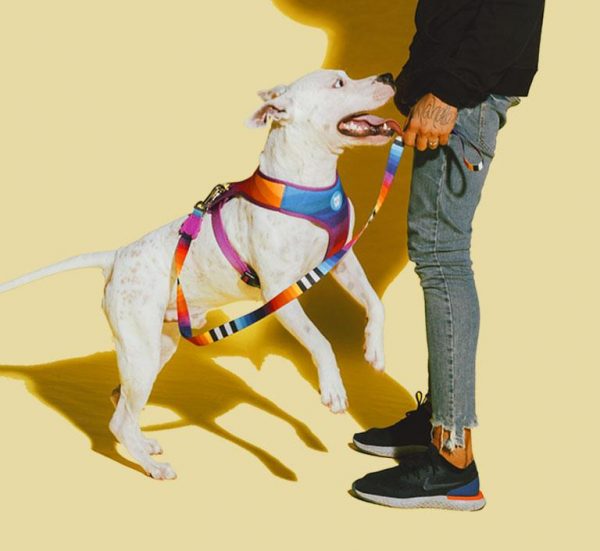 Zee Dog Prisma Mesh Plus Harness