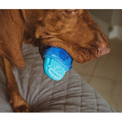 Zee Dog Brain Freeze Menta