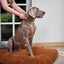 Beaphar CaniComfort Collar Perro Adulto 65cm