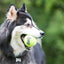 Kong Dog Ball Air M con Sonido
