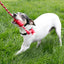 Kong Dog Dental con Cuerda S