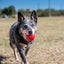 Kong Dog Ball M/L