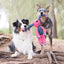 Kong Dog Floppy Knots Conejo M/L