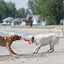 Kong Dog Safestix S