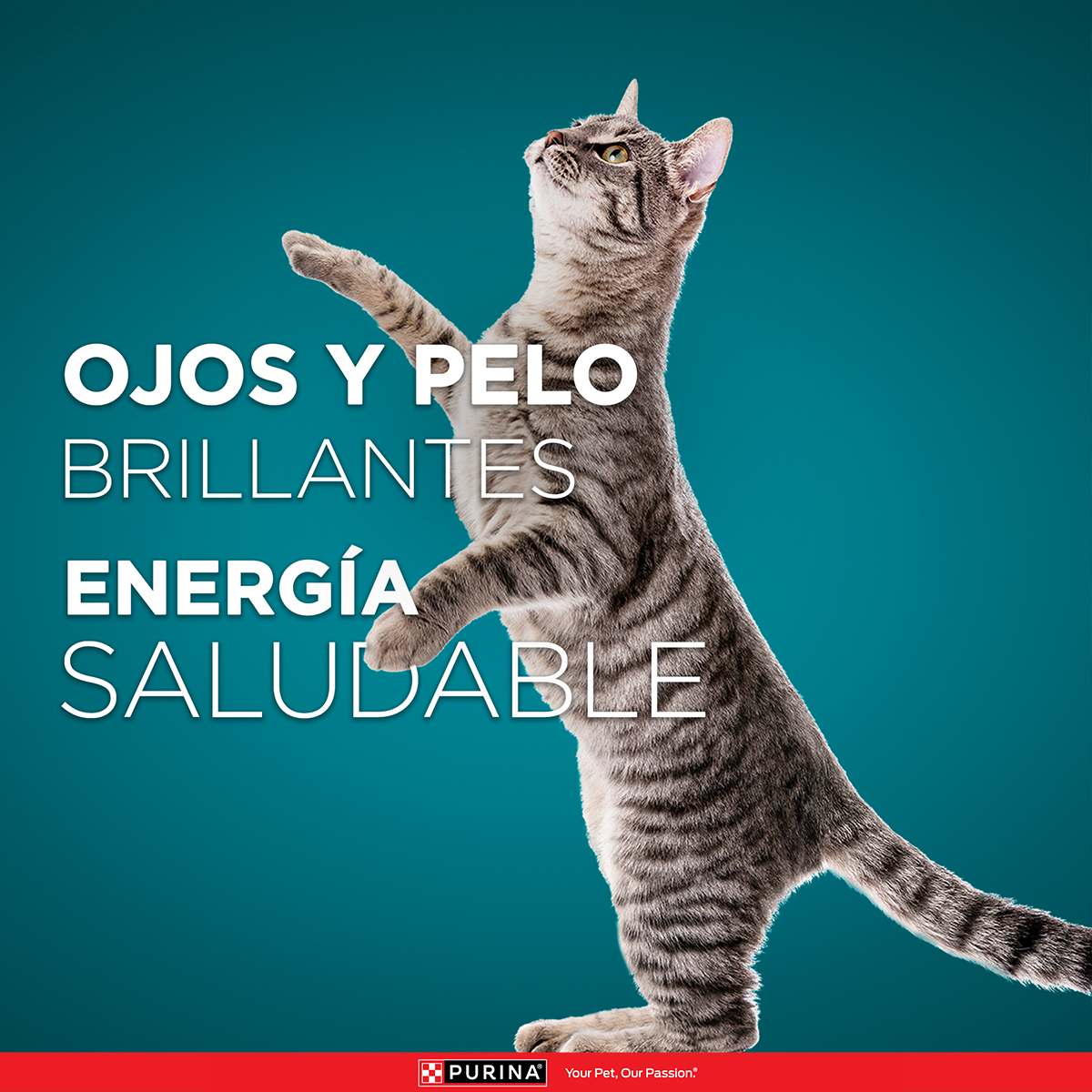 PURINA® ONE® Gato Adulto Pollo y Salmon 2K