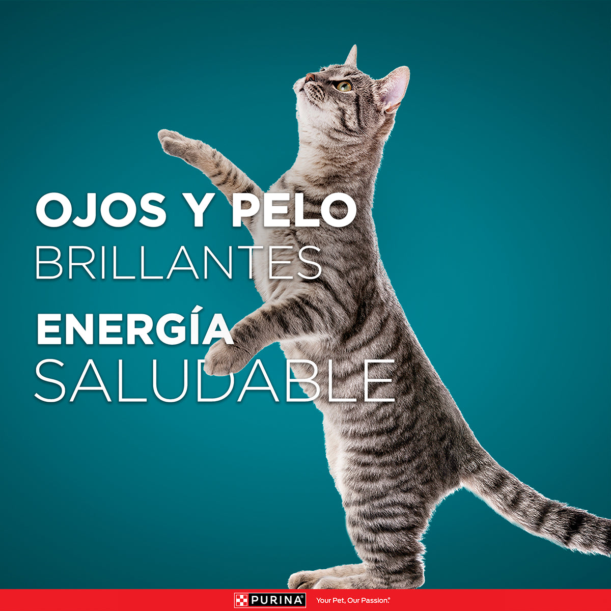 PURINA® ONE® Gato Esterilizado Pollo y Salmón 2K