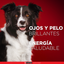 Purina One Perro Adulto Medianos y Grandes Pollo y Carne 12K