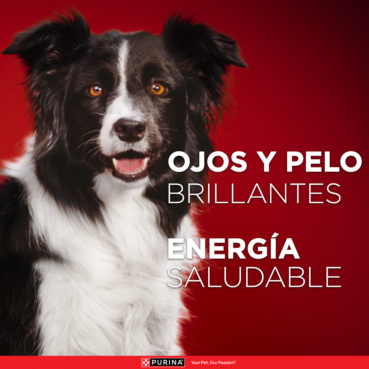 Purina One Perro Adulto Medianos y Grandes Pollo y Carne 12K