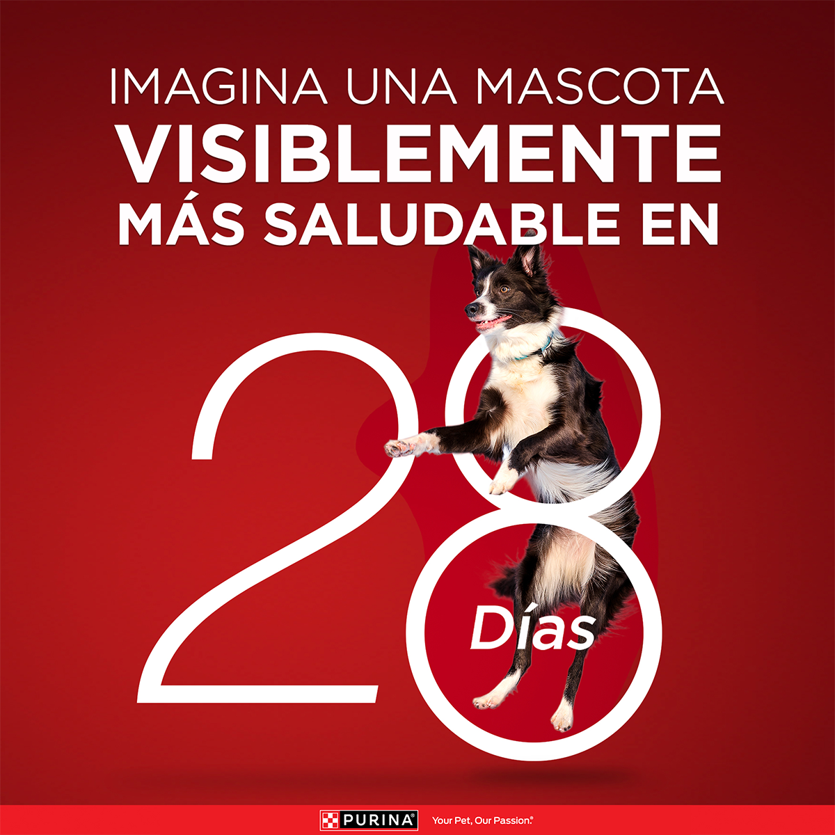 Purina One Perro Adulto Minis y Pequeños con Pollo y Cordero