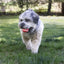 Kong Dog Signature Ball 2 pack M
