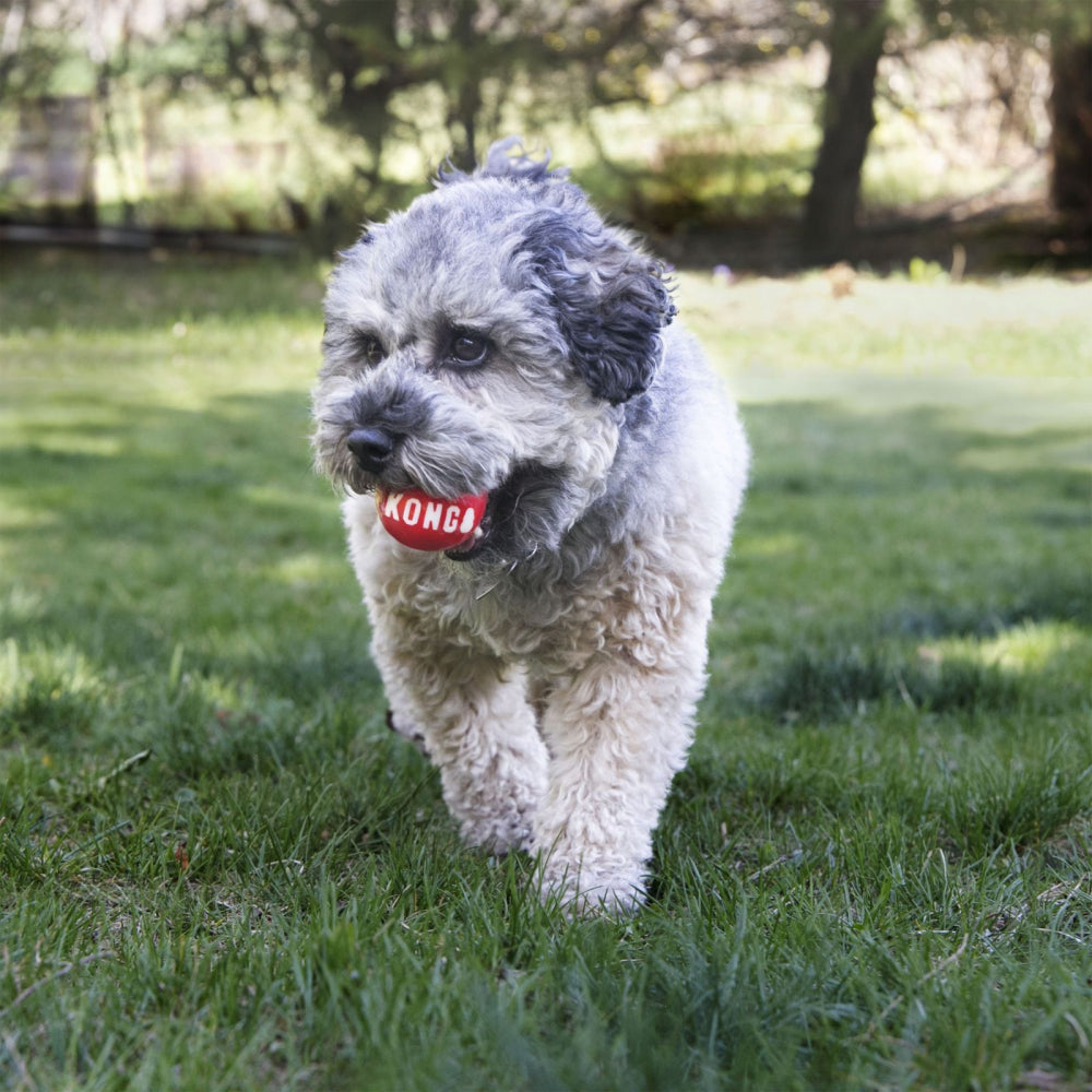 Kong Dog Signature Ball 2 pack M