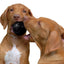 Kong Dog Ball Extreme M/L