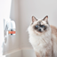 Beaphar CatComfort Excellence Difusor y Repuesto 48ml Gatos