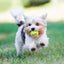 Kong Dog Ball Air 3x S con Sonido