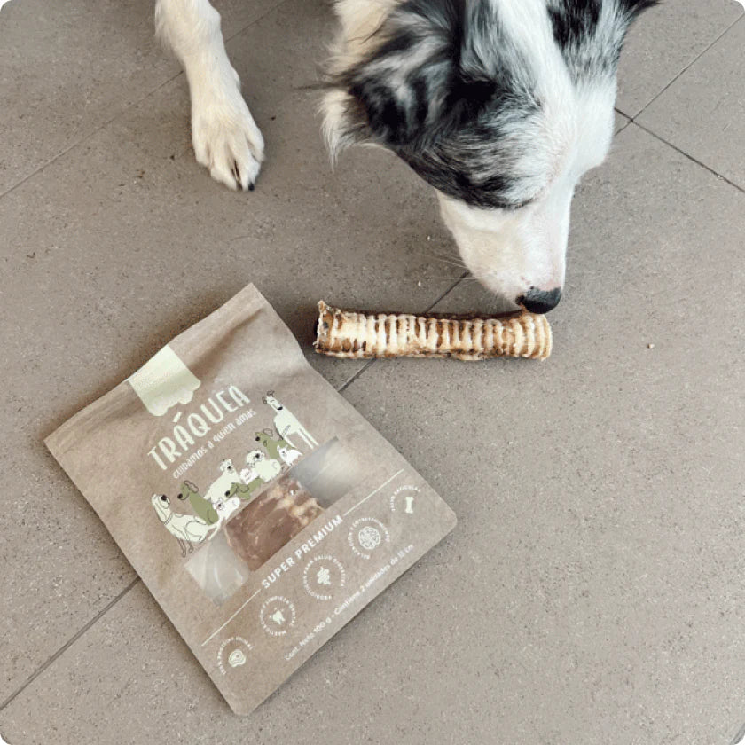 Winga Tráquea Perros
