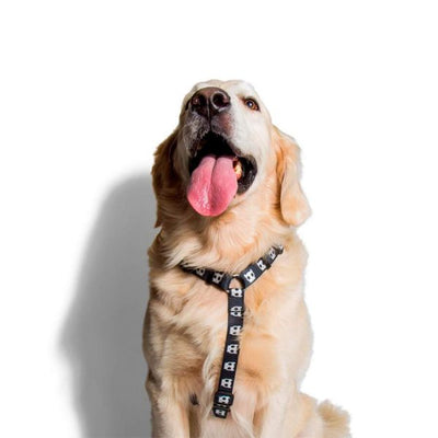 Zee Dog Tarot H-Harness