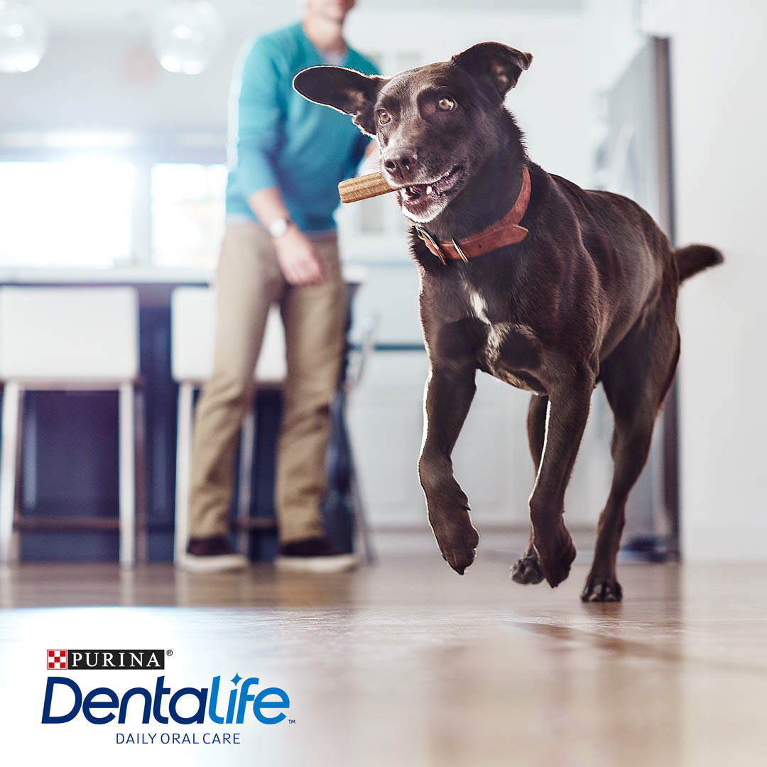 PURINA® Dentalife Razas Grandes