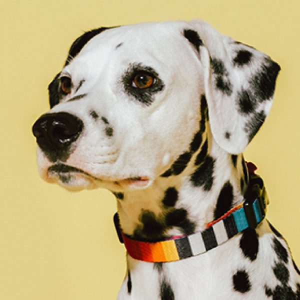 Zee Dog Collar Prisma