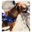 Zee Dog Wicked Fly Harness Size 4