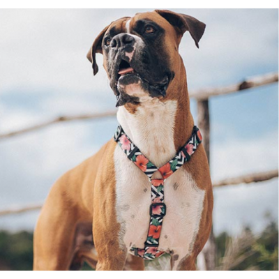 Zee Dog Mahalo H-Harness