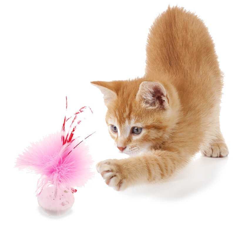 Gigwi Melody Tumbler Gato